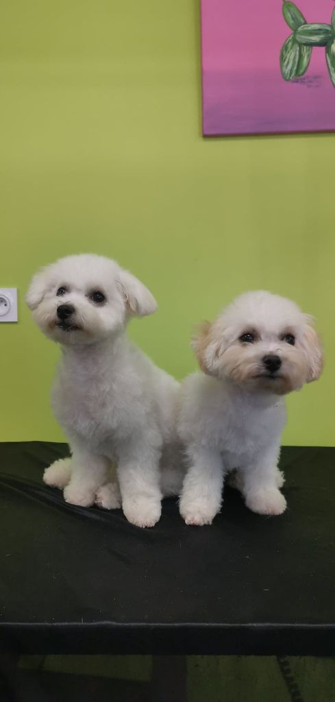 chiot Bichon Frise d'alain pour l'autre