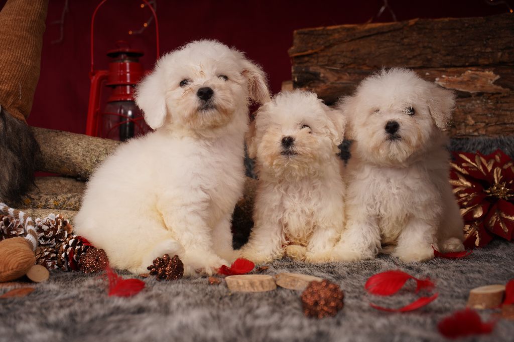 chiot Bichon Frise d'alain pour l'autre