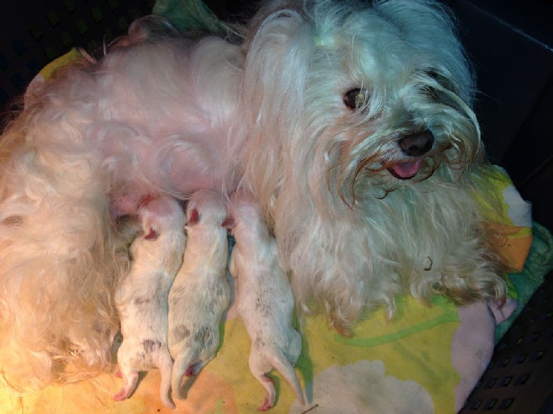 chiot Bichon maltais d'alain pour l'autre