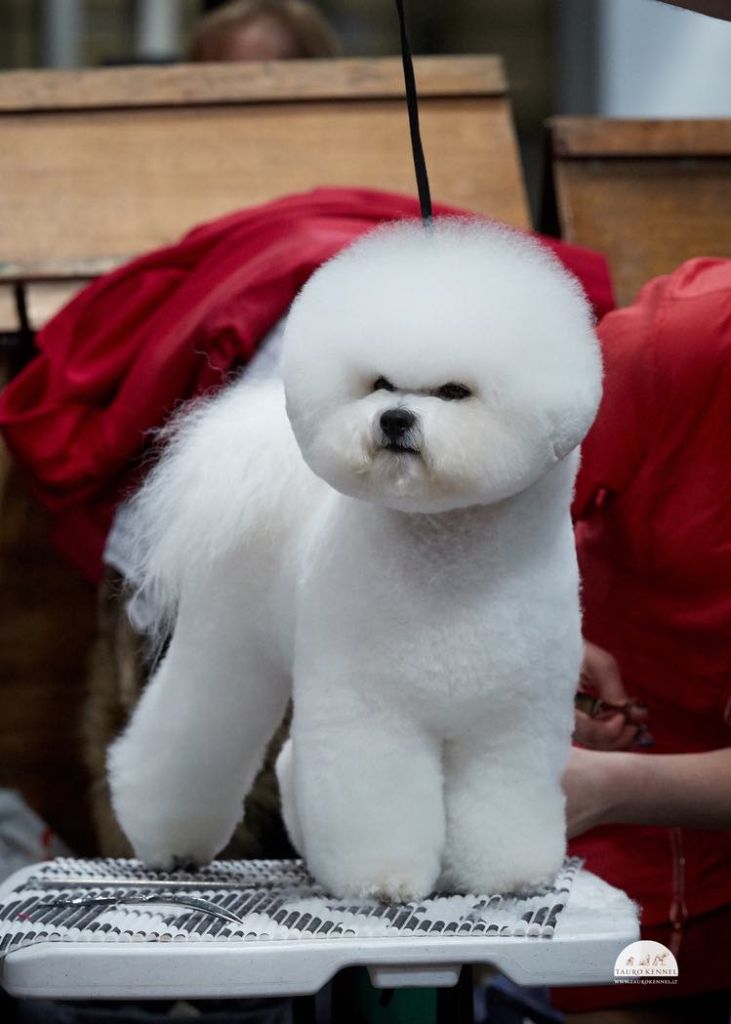 Bao tauro kennel jp d'alain pour l'autre