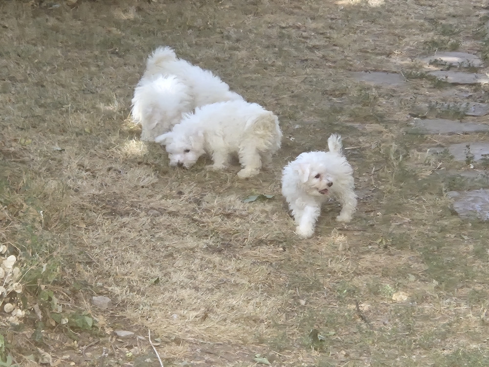 Chiot Bichon Frise d'alain pour l'autre