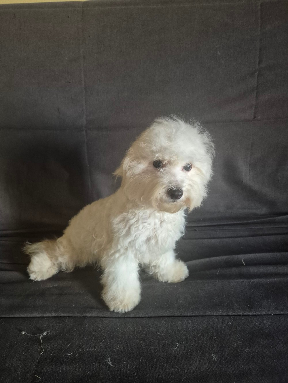 d'alain pour l'autre - Chiots disponibles - Bichon Frise