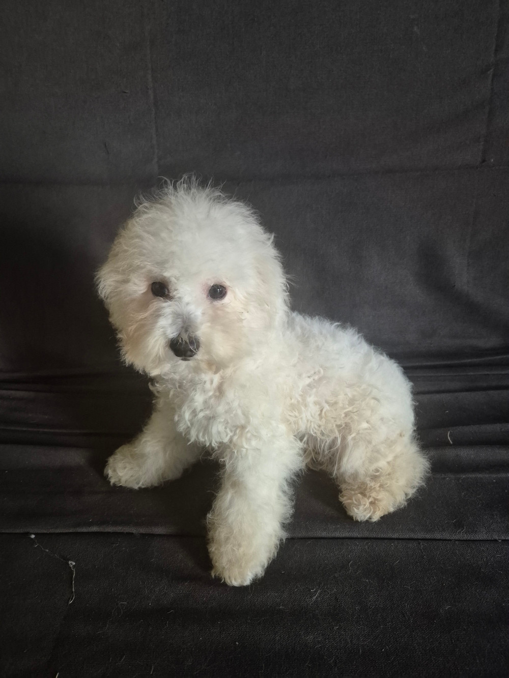 d'alain pour l'autre - Chiots disponibles - Bichon Frise