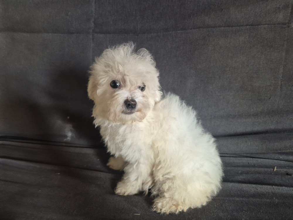 d'alain pour l'autre - Chiots disponibles - Bichon Frise