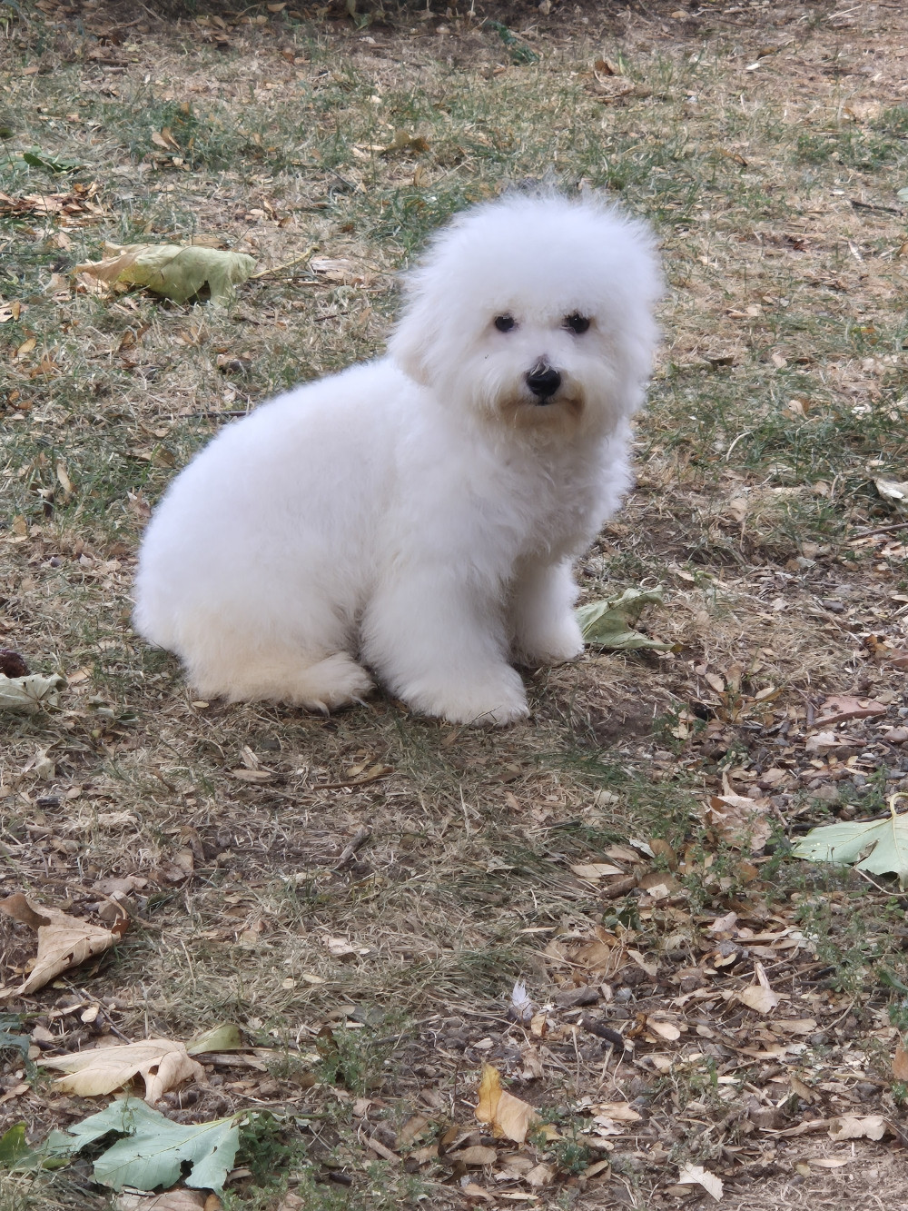 d'alain pour l'autre - Chiots disponibles - Bichon Frise