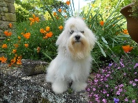 Lako 