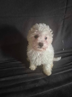 CHIOT 1
