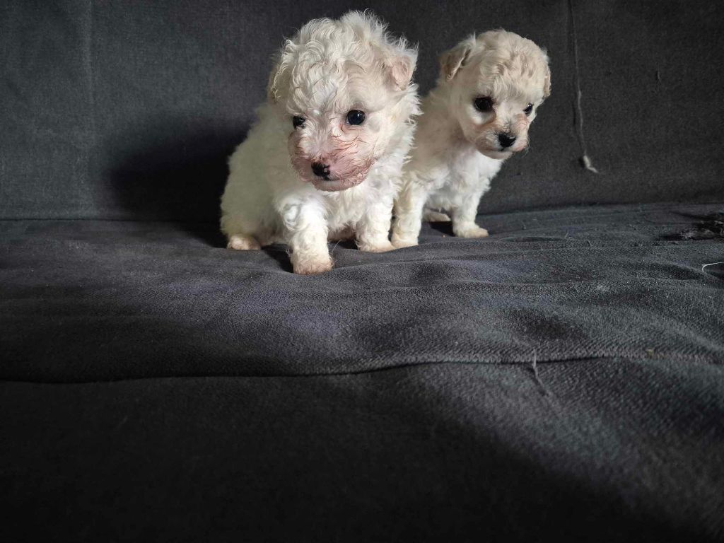 Chiot Bichon Frise d'alain pour l'autre
