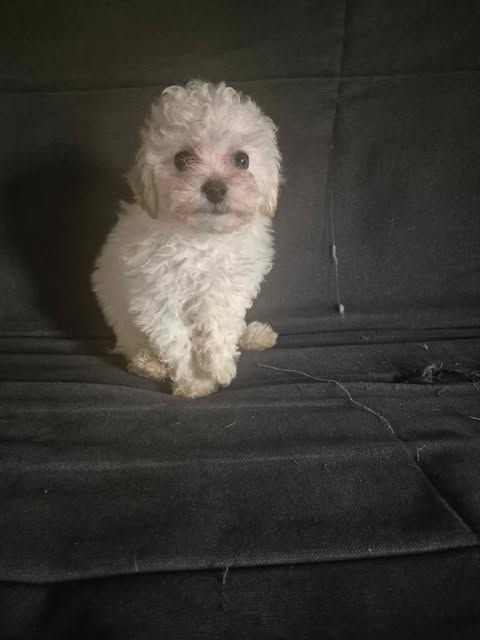 d'alain pour l'autre - Chiots disponibles - Bichon Frise