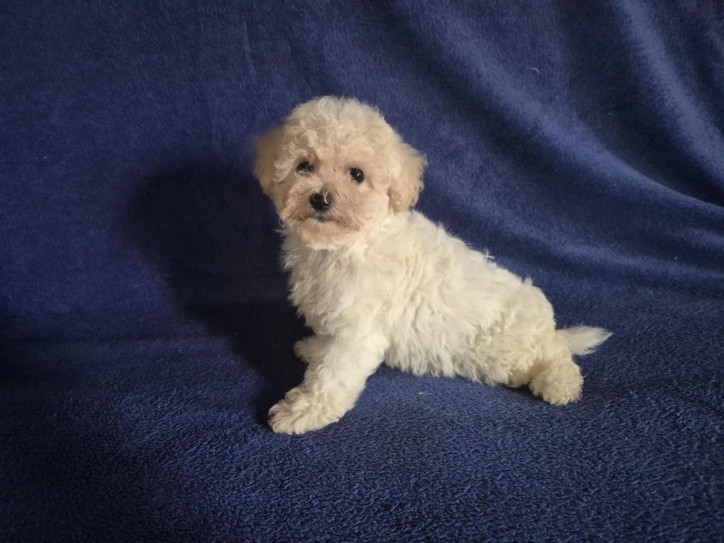 d'alain pour l'autre - Chiots disponibles - Bichon Frise